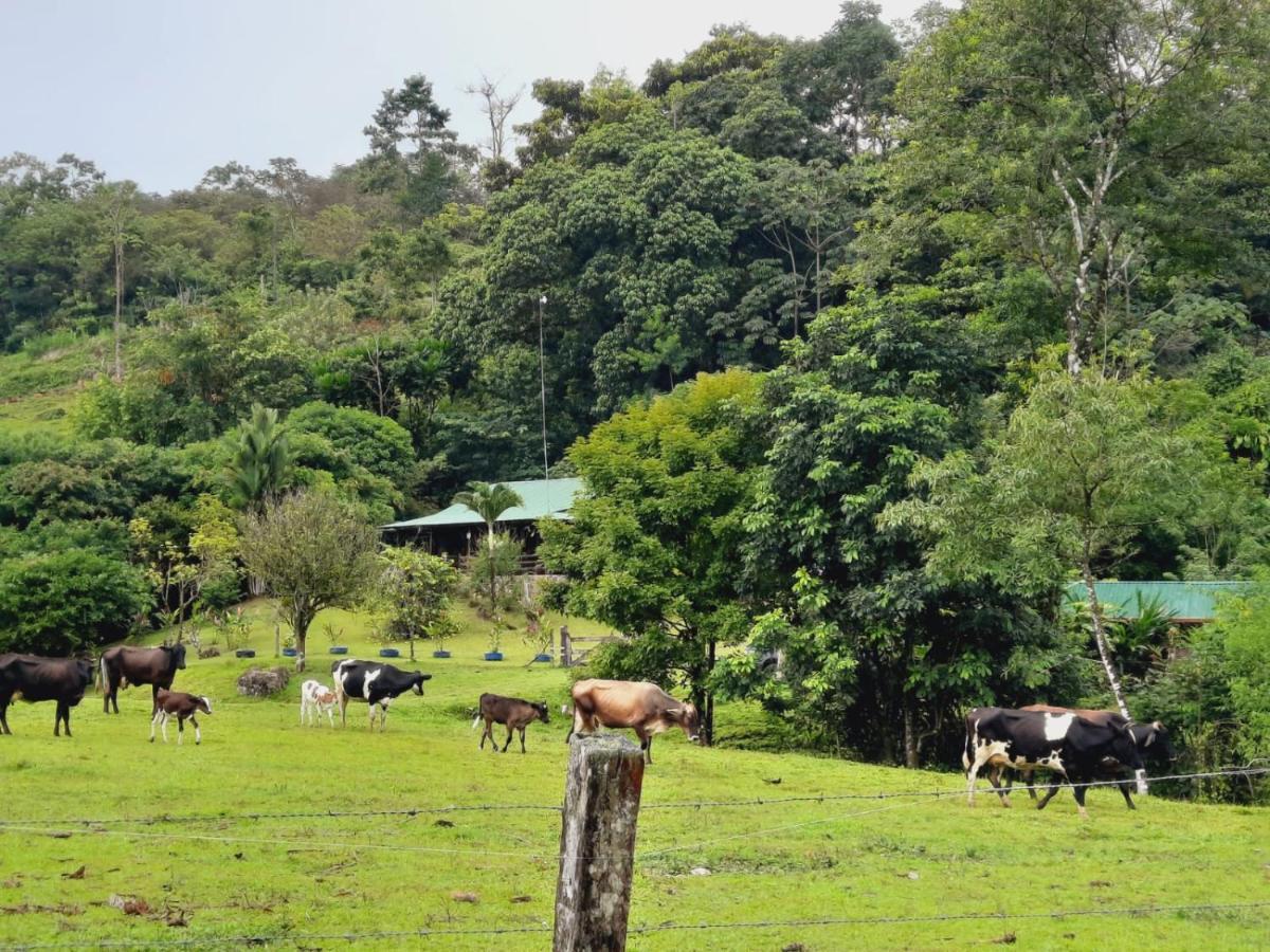 Cabanas Montanas Del Tenorio Rio Celeste Exteriör bild